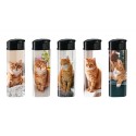 BRIQUET CHAT ROUX X50